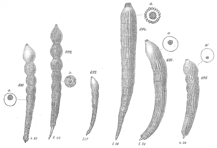 Nodosaria obliqua Nodosaria obliqua