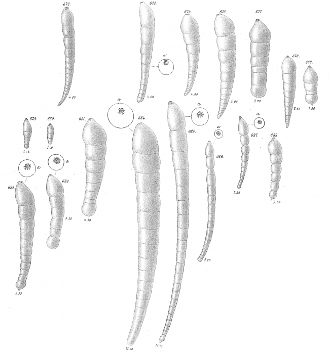 Nodosaria pauperata Nodosaria pauperata