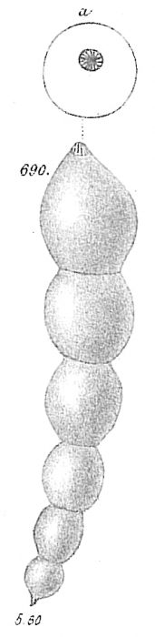 Nodosaria soluta Nodosaria soluta