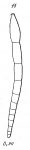 Nodosarina acuticauda
