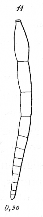 Nodosarina acuticauda Nodosarina acuticauda