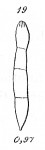Nodosarina approximata MISIDENTIFICATION