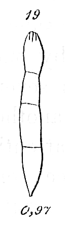 Nodosarina approximata MISIDENTIFICATION Nodosarina approximata MISIDENTIFICATION
