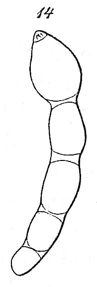 Nodosarina inflexa Nodosarina inflexa