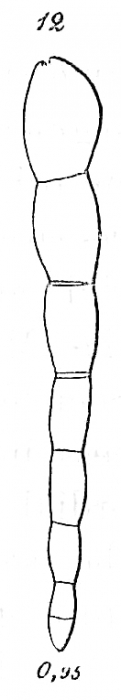 Nodosarina laxa Nodosarina laxa