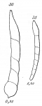 Nodosarina obliquata