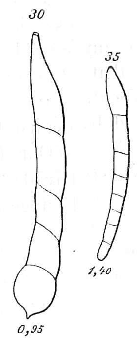 Nodosarina obliquata Nodosarina obliquata