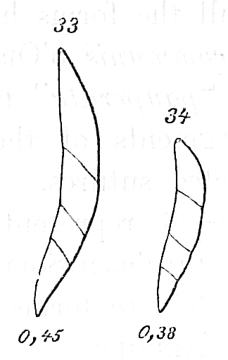 Nodosarina pygmaea Nodosarina pygmaea