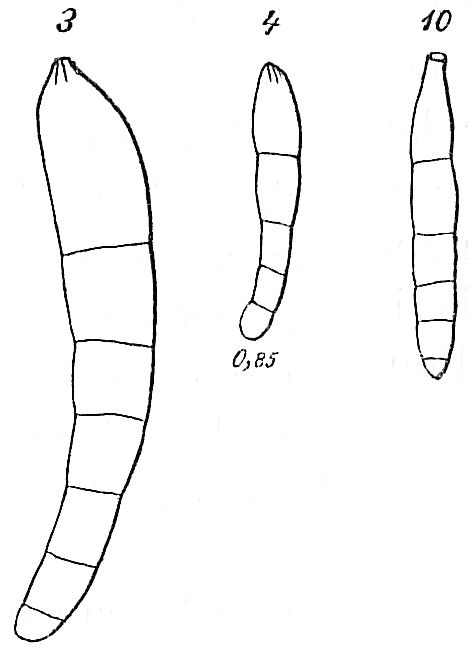 Nodosarina vermiculum Nodosarina vermiculum