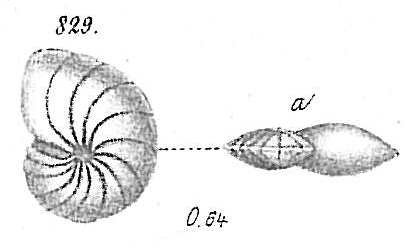 Nonionina boueana Nonionina boueana