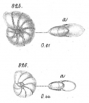 Nonionina depressula