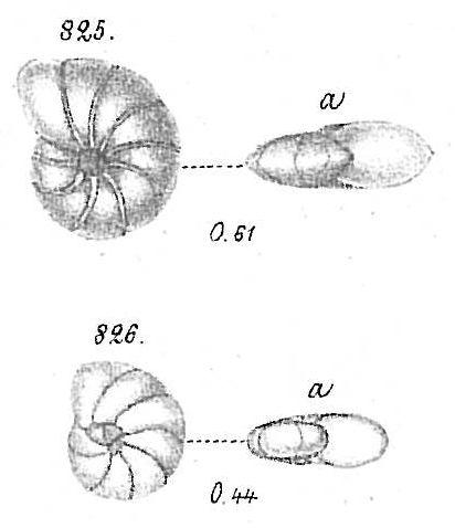 Nonionina depressula Nonionina depressula