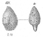 Nonionina scapha var. arenacea