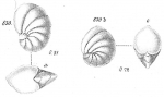 Chromista - Foraminifera (foraminifers)