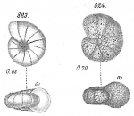 Nonionina umbilicatula