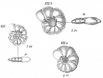 Operculina ammonoidea