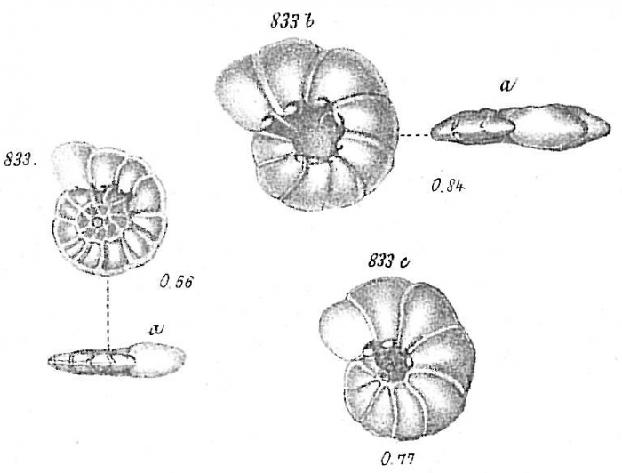 Operculina ammonoidea Operculina ammonoidea