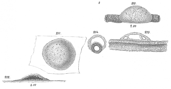 Placopsilina bulla Placopsilina bulla