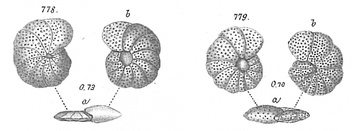 Planorbulina akneriana Planorbulina akneriana
