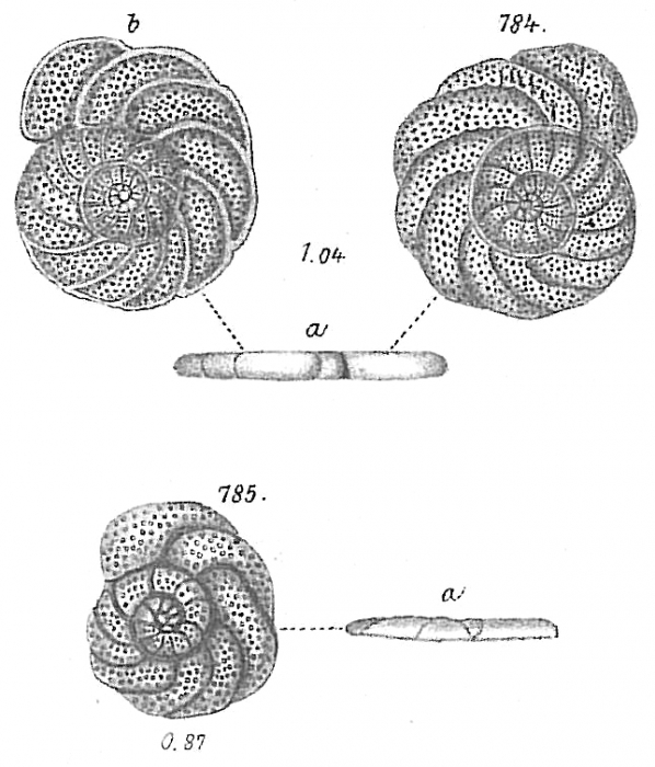 Planulina ariminensis Planulina ariminensis