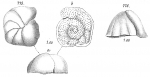 Planorbulina refulgens