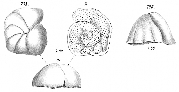 Planorbulina refulgens Planorbulina refulgens