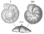 Planorbulina ungeriana