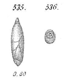 Polymorphina angusta Polymorphina angusta