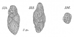 Polymorphina compressa