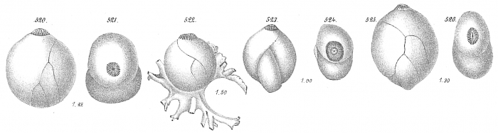 Polymorphina gibba Polymorphina gibba