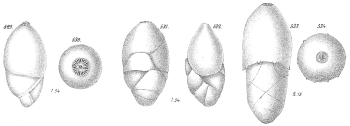 Polymorphina rotundata Polymorphina rotundata