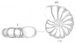 Polystomella arctica