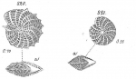 Polystomella crispa