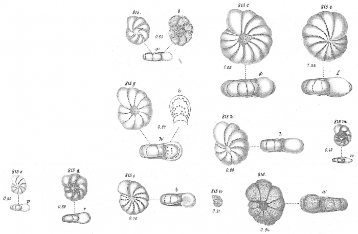 Polystomella striatopunctata Polystomella striatopunctata