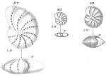 Polystomella subnodosa