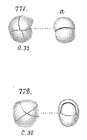 Pullenia sphaeroides Pullenia sphaeroides