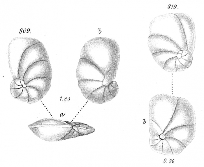 Pulvinulina auricula