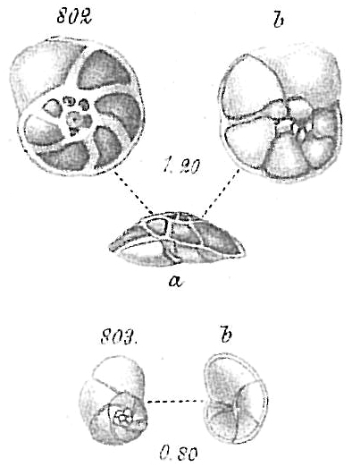 Pulvinulina concentrica Pulvinulina concentrica