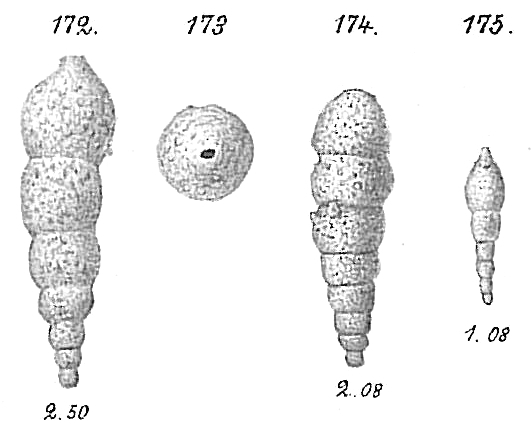 Reophax regularis Reophax regularis