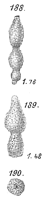 Reophax rostrata Reophax rostrata