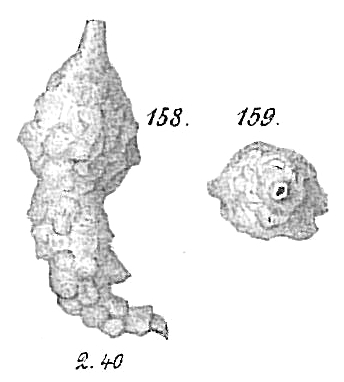 Reophax scorpiurus Reophax scorpiurus