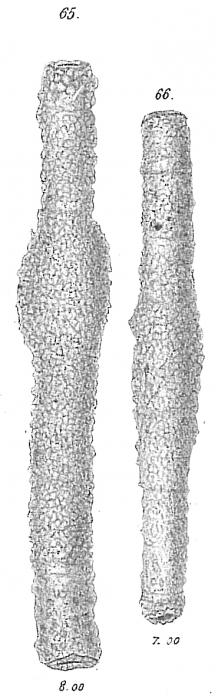 Rhabdammina linearis Rhabdammina linearis