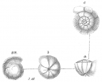 Rotalina soldanii