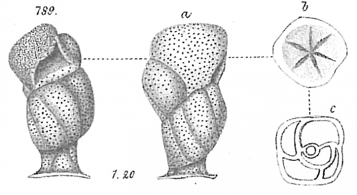Rupertia stabilis Rupertia stabilis