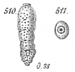 Sagrina dimorpha