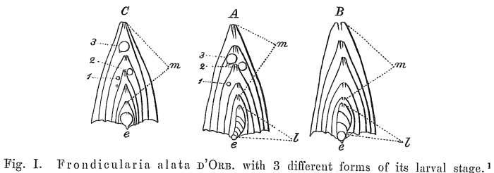 Frondicularia alata