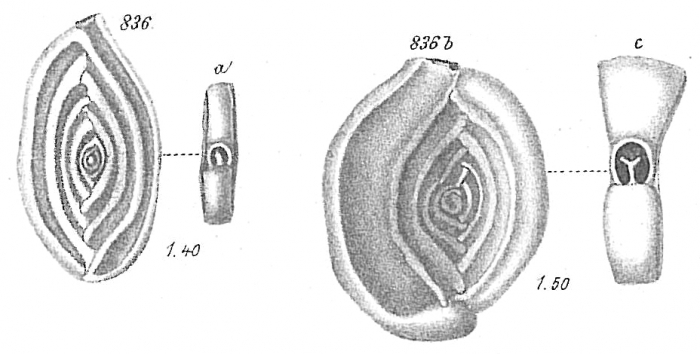 Spiroloculina planulata Spiroloculina planulata