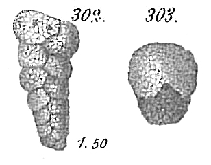 Textularia agglutinans var. angusta Textularia agglutinans var. angusta