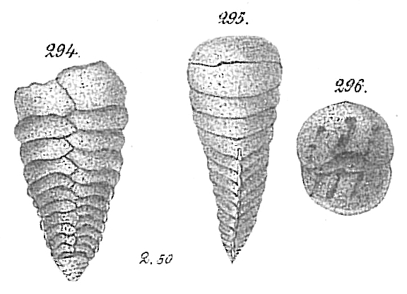 Textularia agglutinans Goës (non d'Orbigny) = T. bocki (Opinion of Le Calvez (1958)) Textularia agglutinans Goës (non d'Orbigny) = T. bocki (Opinion of Le Calvez (1958))