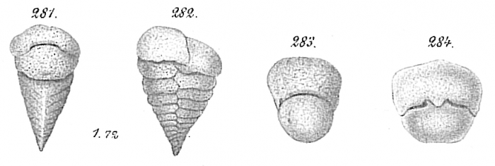 Textularia agglutinans Goës (non d'Orbigny) = T. bocki (Opinion of Le Calvez (1958)) Textularia agglutinans Goës (non d'Orbigny) = T. bocki (Opinion of Le Calvez (1958))